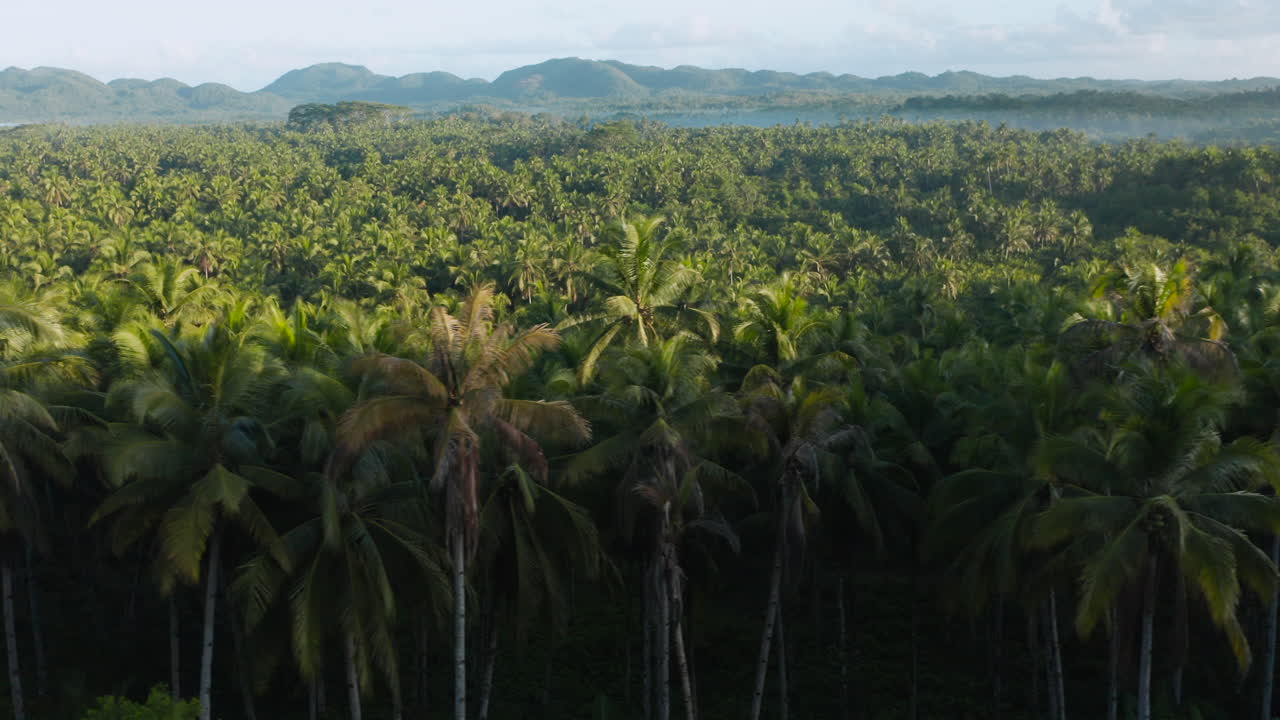 vista aérea desde la terraza con vistas a los cocoteros en la isla de siargao, filipinas