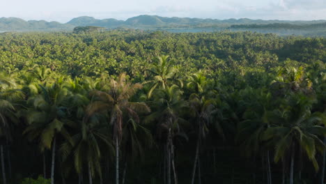 Vista-Aérea-Desde-La-Terraza-Con-Vistas-A-Los-Cocoteros-En-La-Isla-De-Siargao,-Filipinas