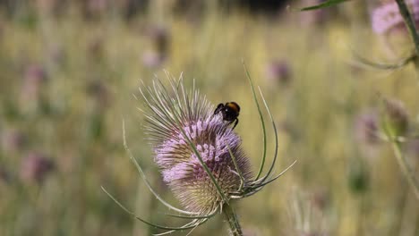 close up shot of bumblebee on flower gathering nectar during summer season