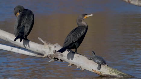 double crested cormorants and a turtle perched on a submerged branch overlooking the water