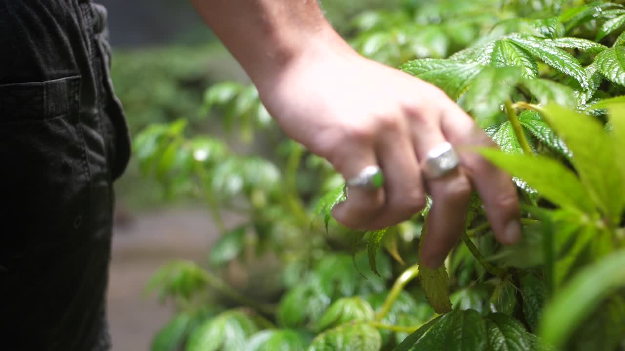una foto detallada de la mano de un joven con un anillo de plata, tocando y agarrando pequeñas hojas verdes de una planta húmeda en la selva de bali, indonesia
