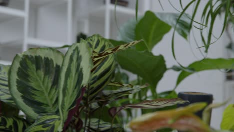 floral workshop with tiny ecosystems in the terrariums panorama of the plants and ready-made jars