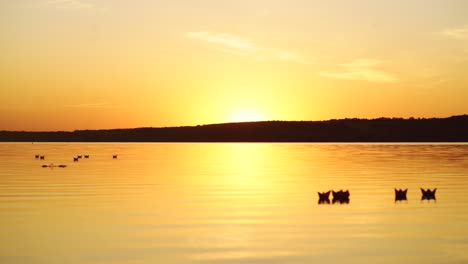 a paper boats floating away into the distance. boat on the water. beautiful sunset. origami. river. lake.
