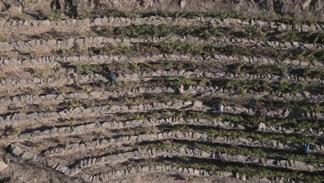 vista aérea de personas cosechando uvas en viñedos en el cañón de sil, españa