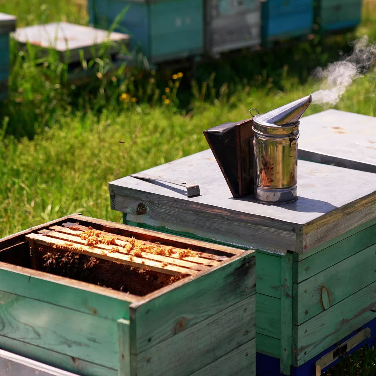 Metal smoker device for making bees less active on the beehive. Apiary tool emitting smoke. Opened hive with honey frames