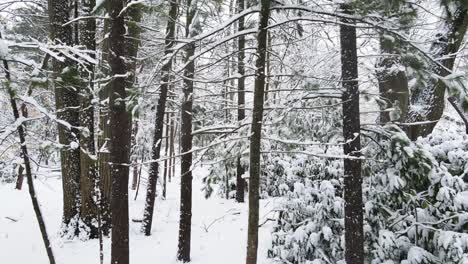 dolly motion out with rotation to show the snow dense woods