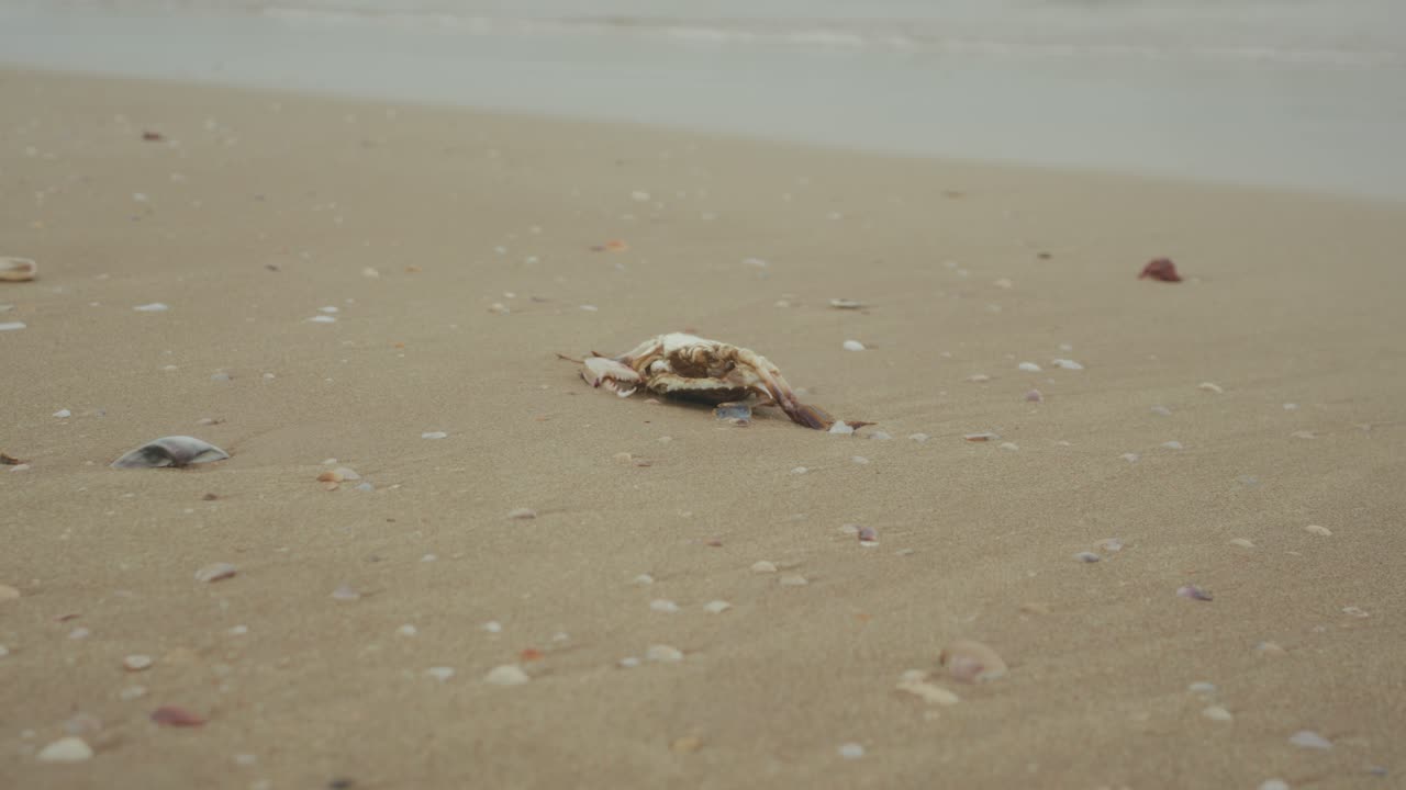 Crab on sandy beach, calm vibe, morning light, nature exploration