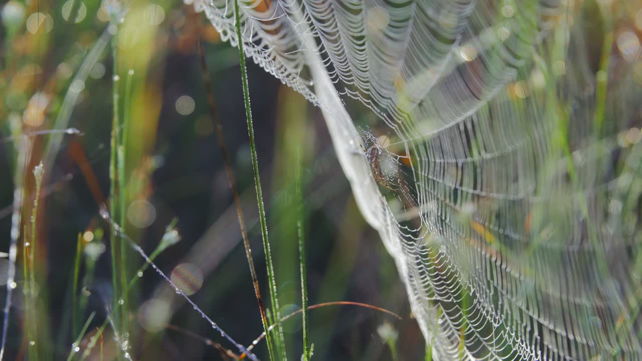 거미줄 에 있는 거미 의 근접 사진