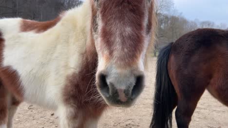 beautiful pony looks at camera