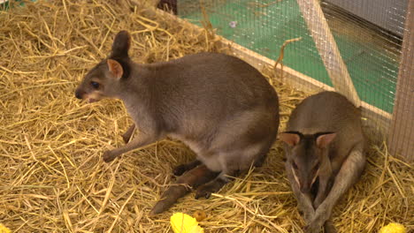 華拉比 (wallaby) 或迷你袋鼠 (mini kangaroo) 在農場裡