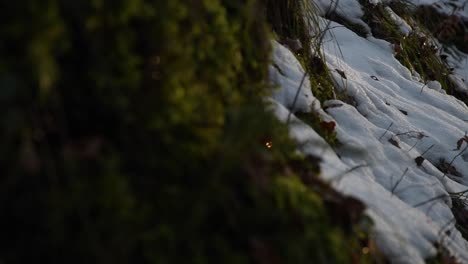 close-up-of-snow-melting-in-a-forest-with-moss,-grass-and-some-leaves