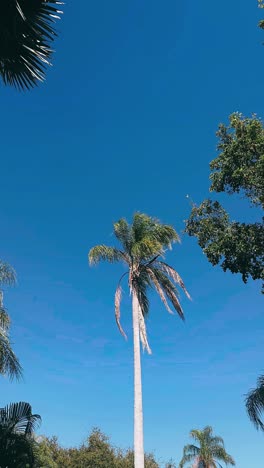 palm tree against a vibrant blue sky