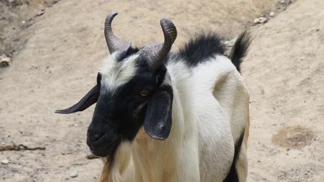 black and white goat