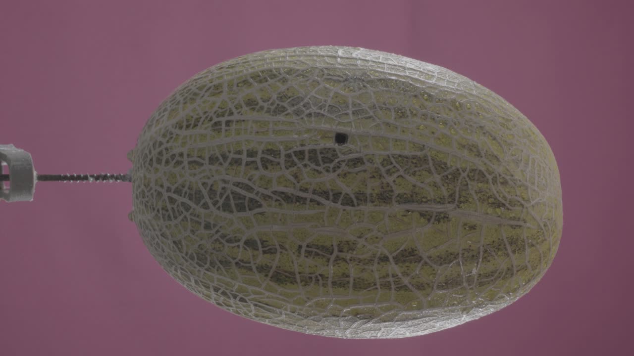 크로마 키를 위한 푸키아 스크린에 루프와 함께 회전하는 멜론