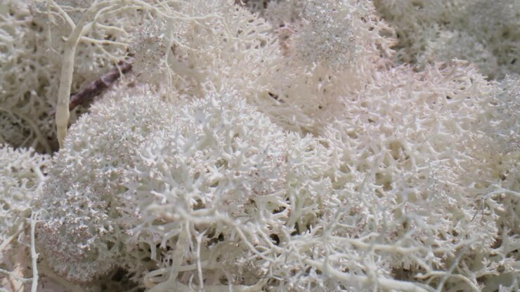 Tundra Artica. Splendido paesaggio naturale della Norvegia