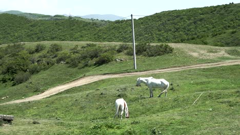 two white horses eating grass in pasture