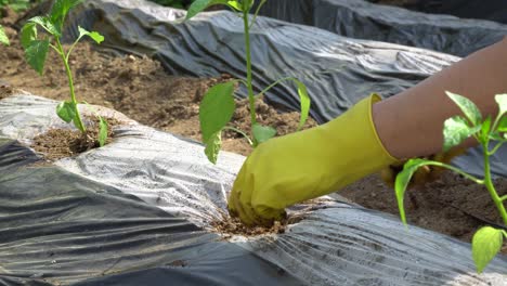 Woman-farmer-planting-pepper-seedlings-in-the-ground-covered-with-mulch-film-in-a-garden-outdoors-close-up