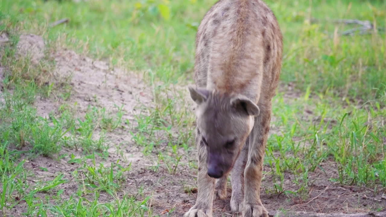 수컷 점박이하이에나는 바닥에 누워 보츠와나 오카방고 델타에서 하품을 한다