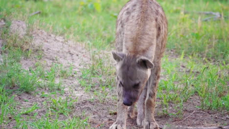 male spotted hyena lies down on the ground and yawns ïn okavango delta, botswana