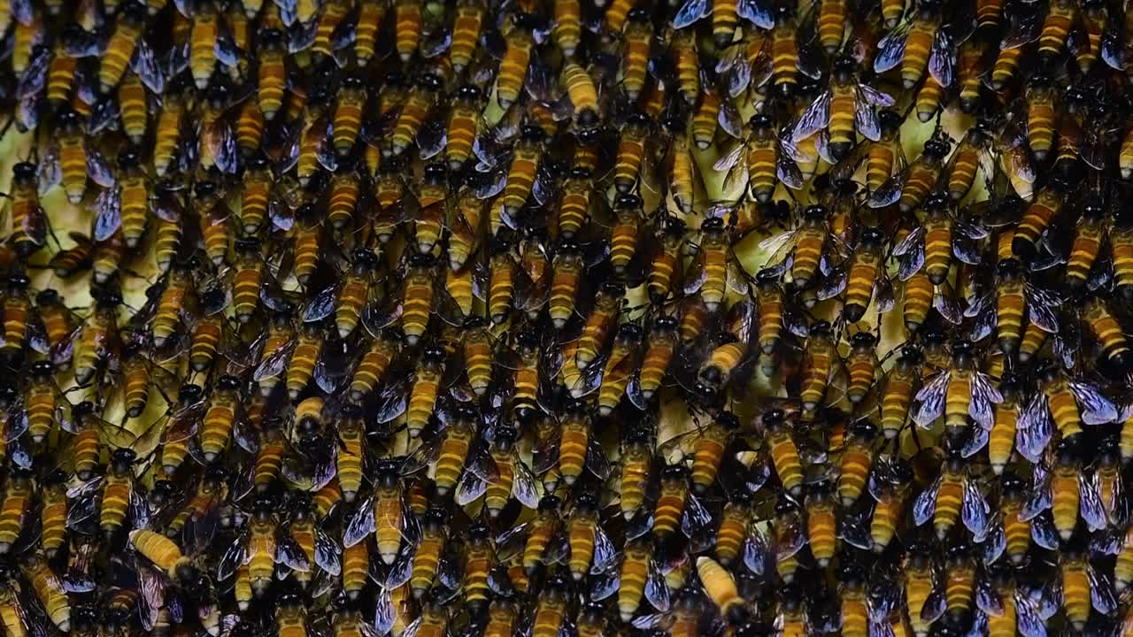 Giant Honey Bees are known to build large colonies of nest with symmetrical pockets made of wax for them to store honey as their food source