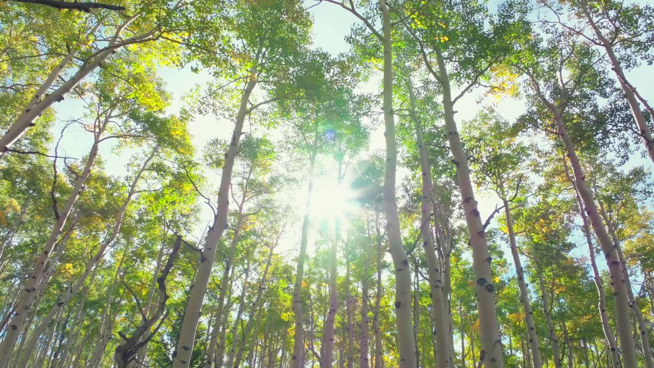 Mt Shavano ground level woods campground trailhead Kebler Pass Crested Butte Paonia dense tall mature Aspen Tree forest Colorado aerial drone early morning sun fall autumn to the right motion