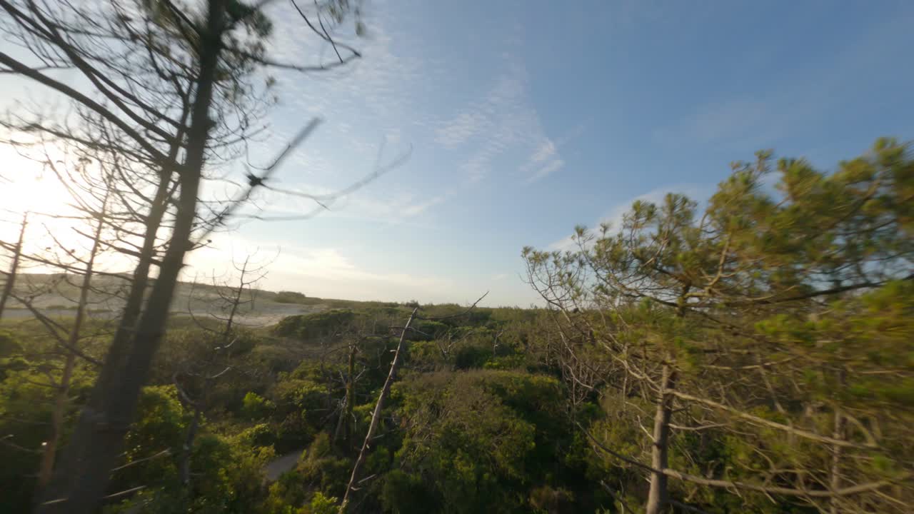 Fransa'nın Nouvelle-Aquitaine bölgesindeki Landes departmanında bulunan Soustons'ta, orman ağaçları arasında uçan havadan FPV drone