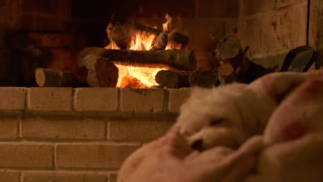 doggy sleeping in front of the fireplace