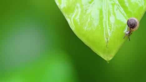 snail traverses the edge of a green leaf