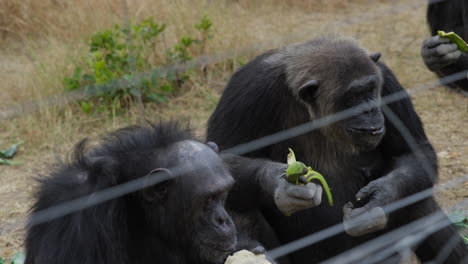 chimpansees eating at a sanctuary in ol pejeta, kenya