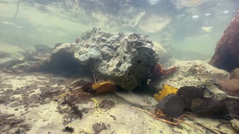 underwater shot of common roach (rutilus rutilus) in a shallow stream in saaremaa, estonia.