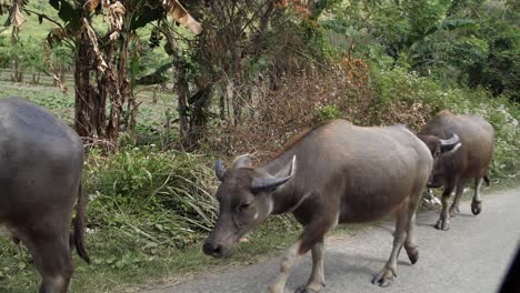 Banteng-Kühe,-Die-Am-Straßenrand-Entlang-Gehen