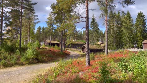 pan view of the forest in norway-1