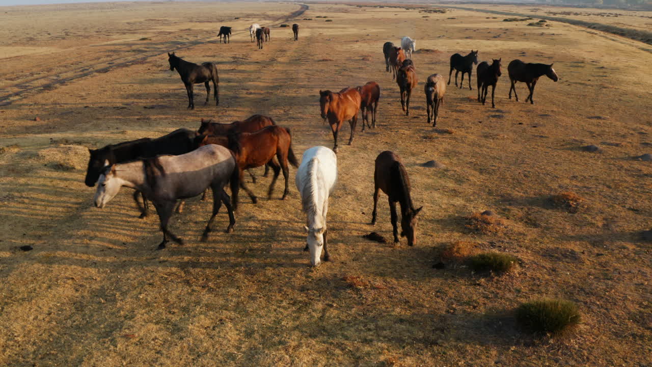 manada de caballos salvajes pastando en los vastos pastos en el campo de kayseri en capadocia, turquía