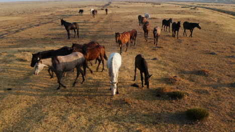 herd of wild horses grazing on the vast pasture in the countryside of kayseri in cappadocia, turkey