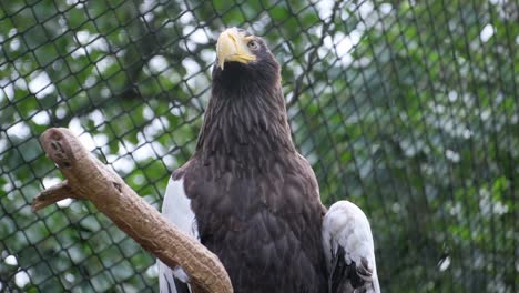 bird perched on tree blue sky sea eagle accipitridae family. a bird of the family accipitridae, a bald eagle with sharp beak, a sea eagle, perched on a tree branch in a cage