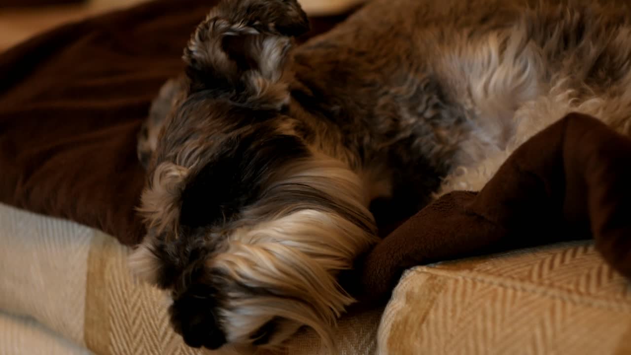 졸고 있는 미니어처 슈나우저 개