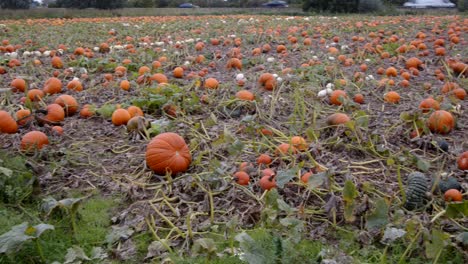 wide panning shot left to right of pumpkins growing in a farmers field