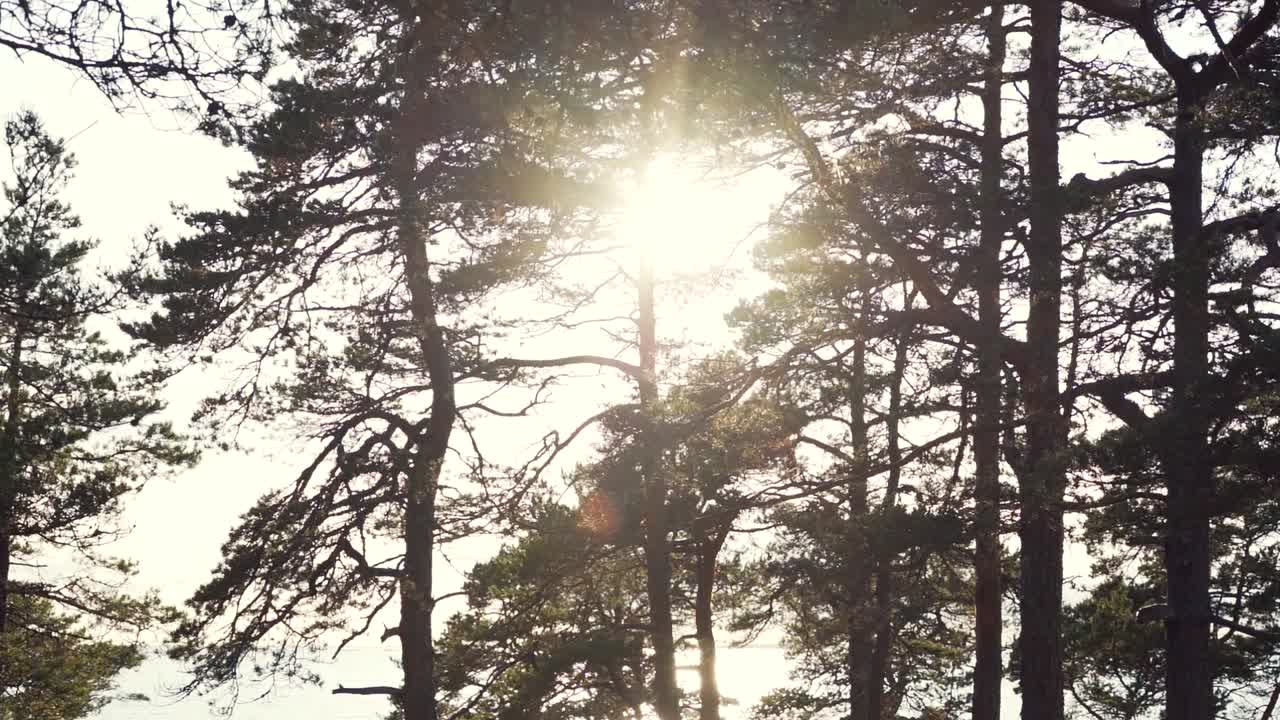 солнечный свет сквозь ветви в замедленном движении