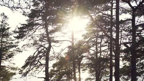 sunlight trough branches in slow motion