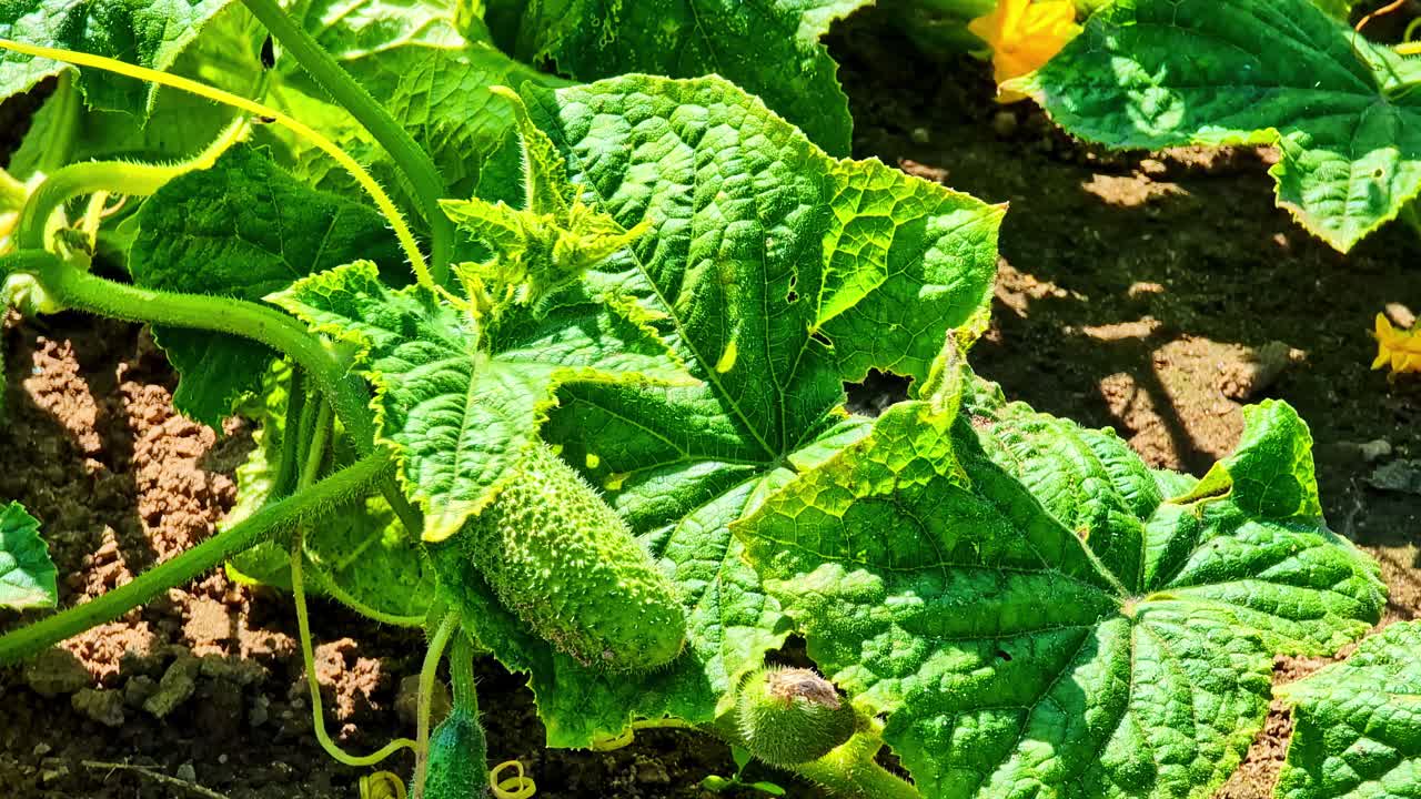 Cucumber plant growing in garden with leaves and small fruits on warm sunny day