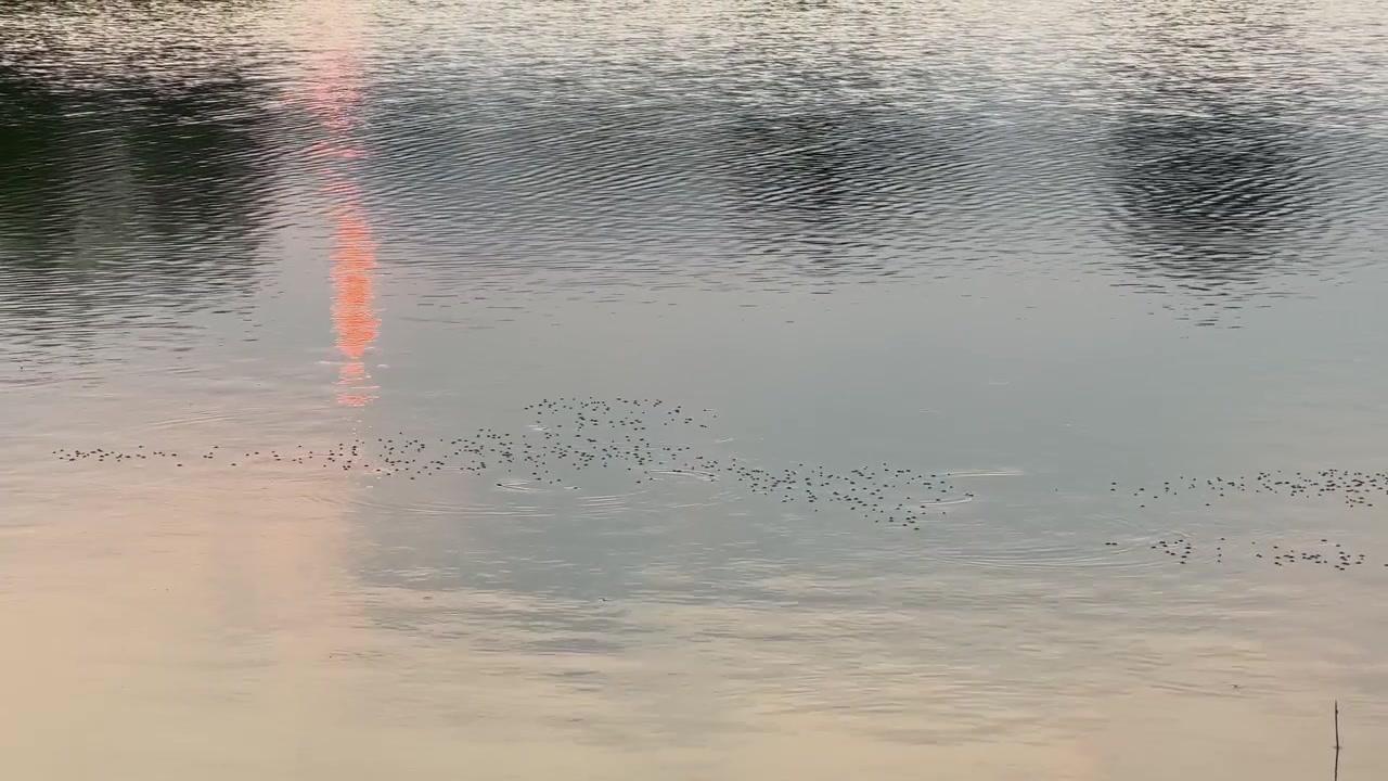 Insect Gerris lacustris, known as common pond skater or water strider is a species having ability to move quickly on the water surface with hydrophobic legs.