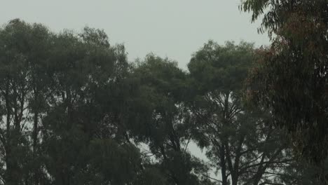 gum trees in heavy rain, grey overcast daytime, maffra, gippsland, victoria, australia