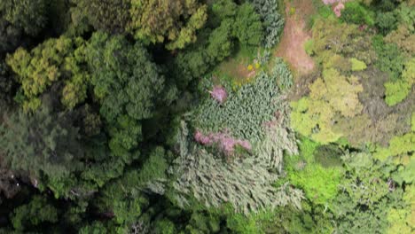 vuela por encima del parque verde con árboles del bosque 01