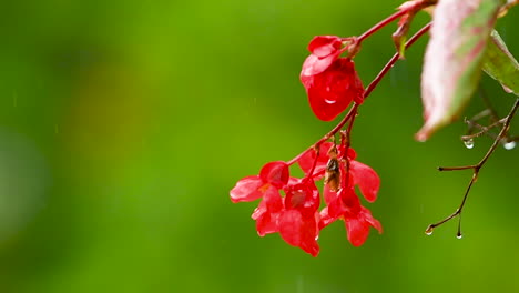 red impatiens flower on green background in rain, red balcony flowers, background out of focus, rain drops falling on petals and splatter all around