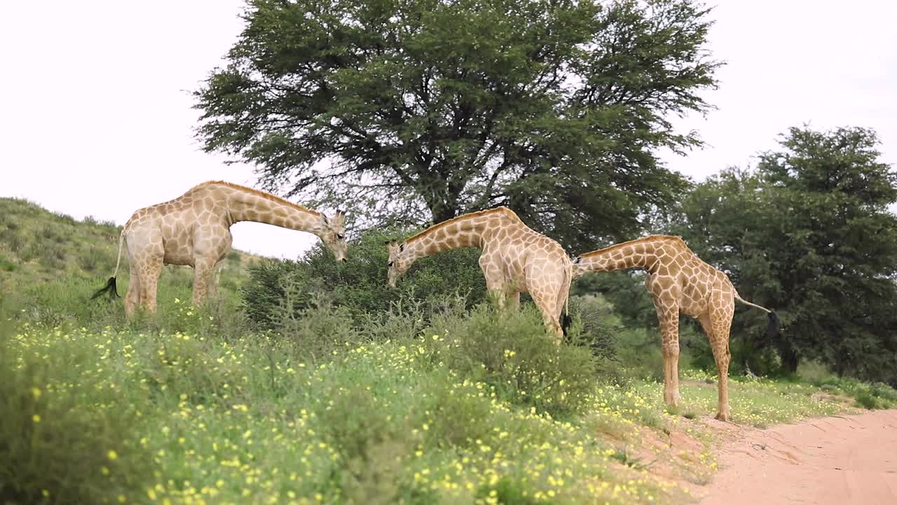 plano general de tres jirafas alimentándose de un pequeño árbol en el parque transfronterizo kgalagadi