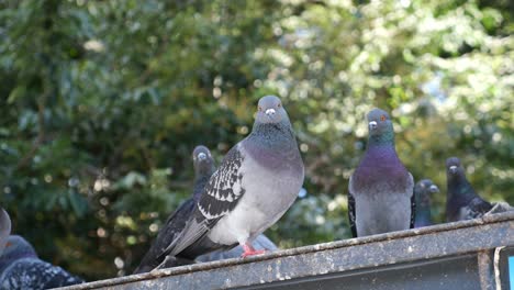 pigeons on a rooftop