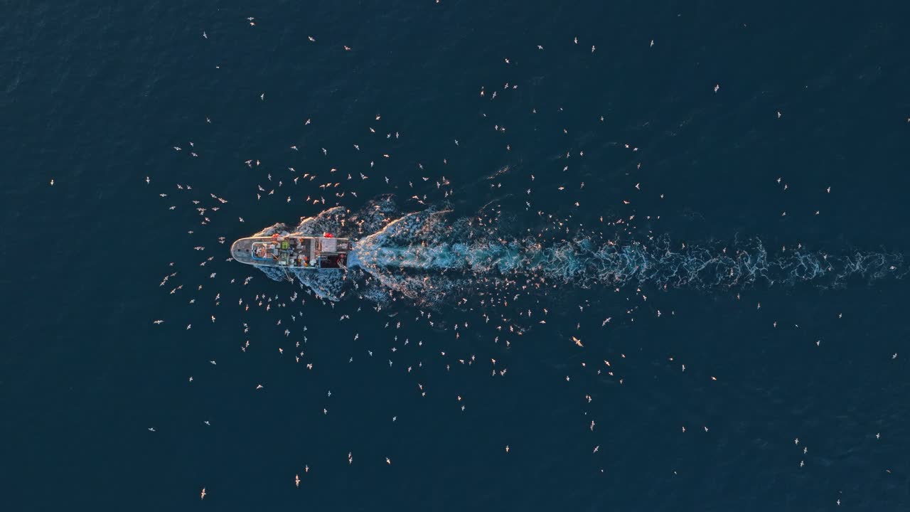 Peschereccio seguito da uno stormo di gabbiani in mare aperto