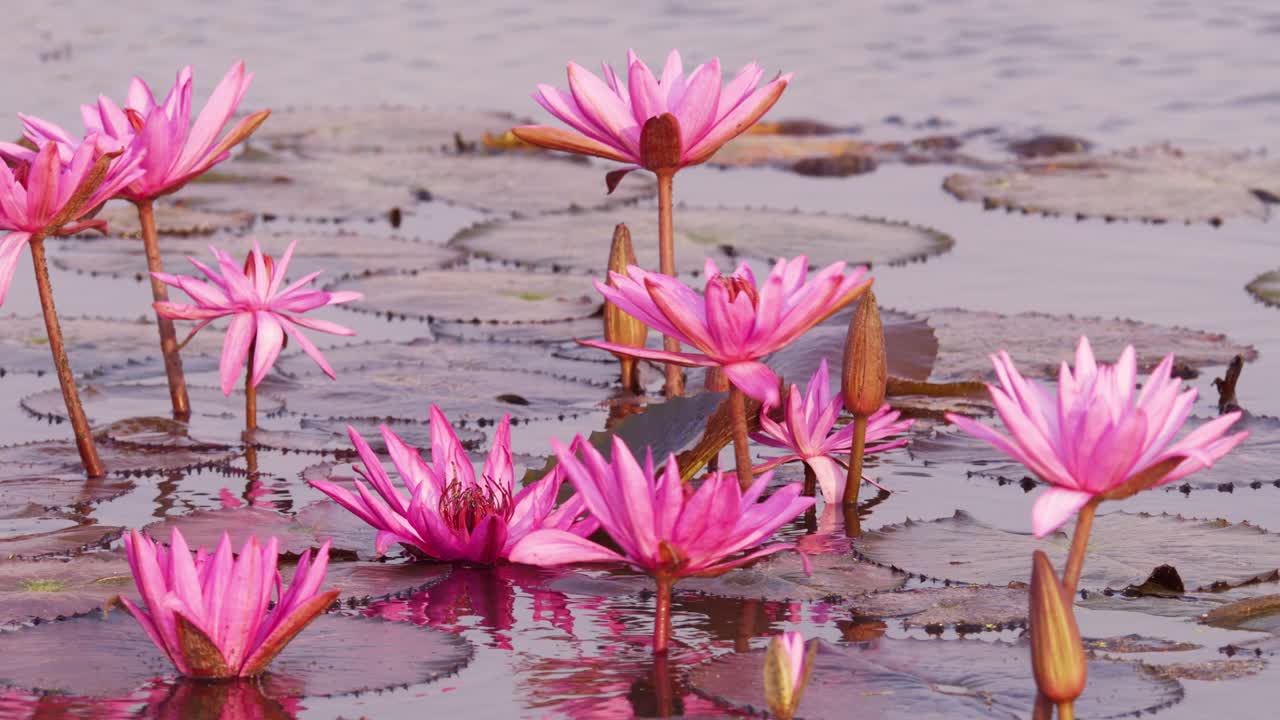Explore the beauty of vibrant pink lotuses thriving in a peaceful water garden.