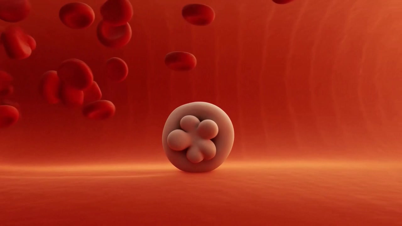 Embryo Cell Division Inside Human Blood Vessel