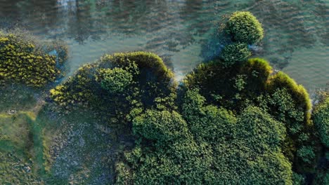 top view of a vegetated lakeshore with calm green water